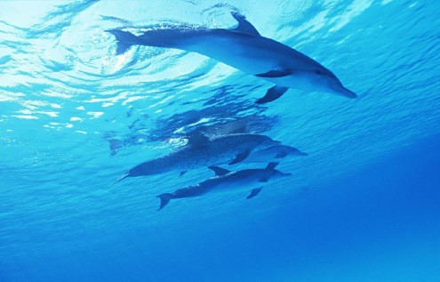 Dolphin Watching